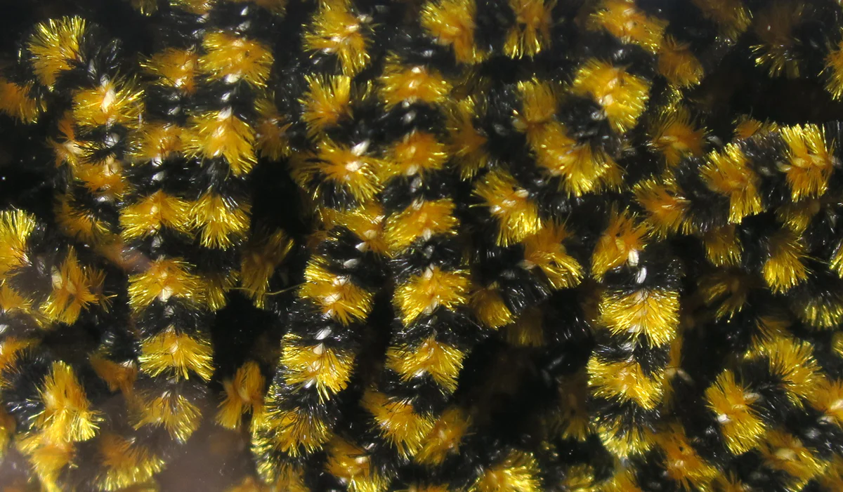 Fly Fish Food Stonefly Chenille - Image 10