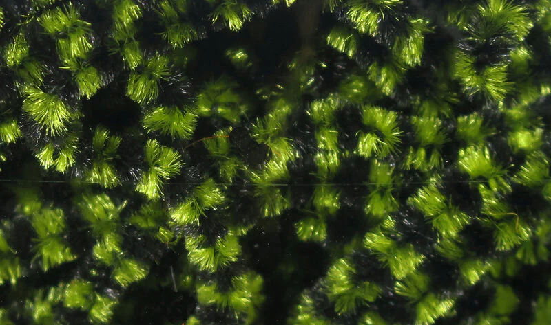 Fly Fish Food Stonefly Chenille - Image 11
