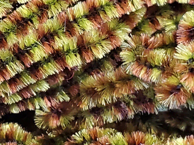 Fly Fish Food Stonefly Chenille - Image 14