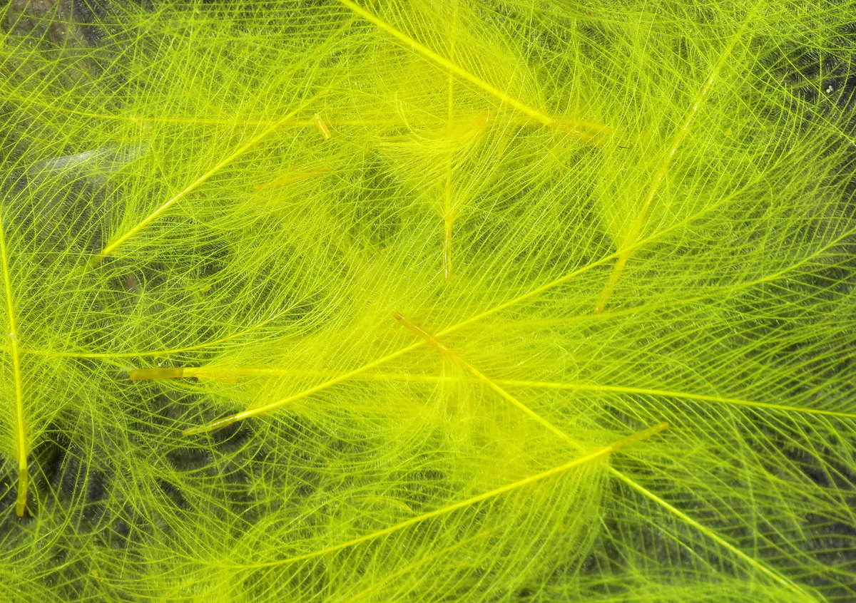 Hareline Cul De Canard CDC Feathers - Image 26