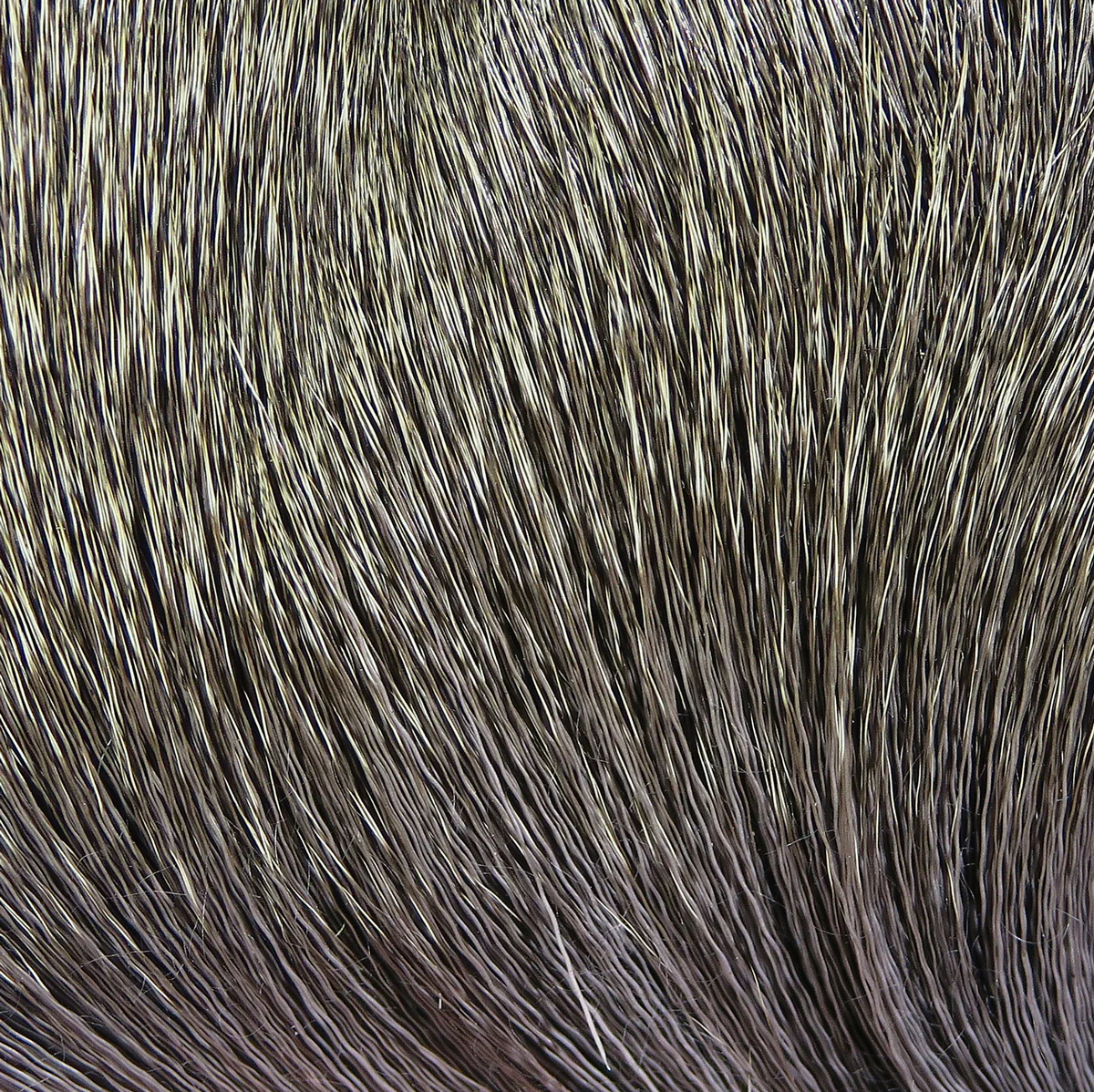 Hareline Dyed Deer Body Hair - Image 8