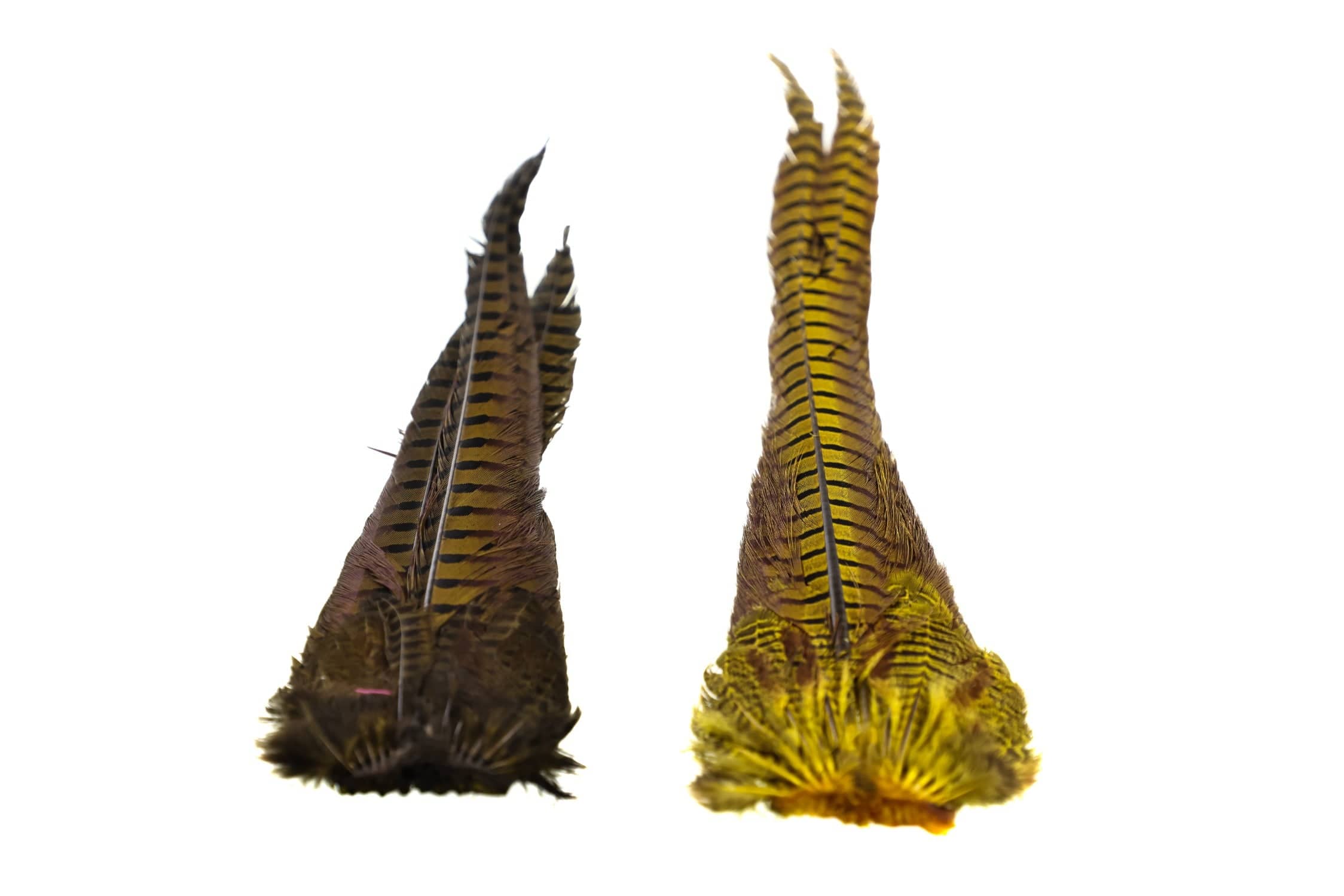 Hareline Dyed Ringneck Pheasant Tail Clump - Image 4