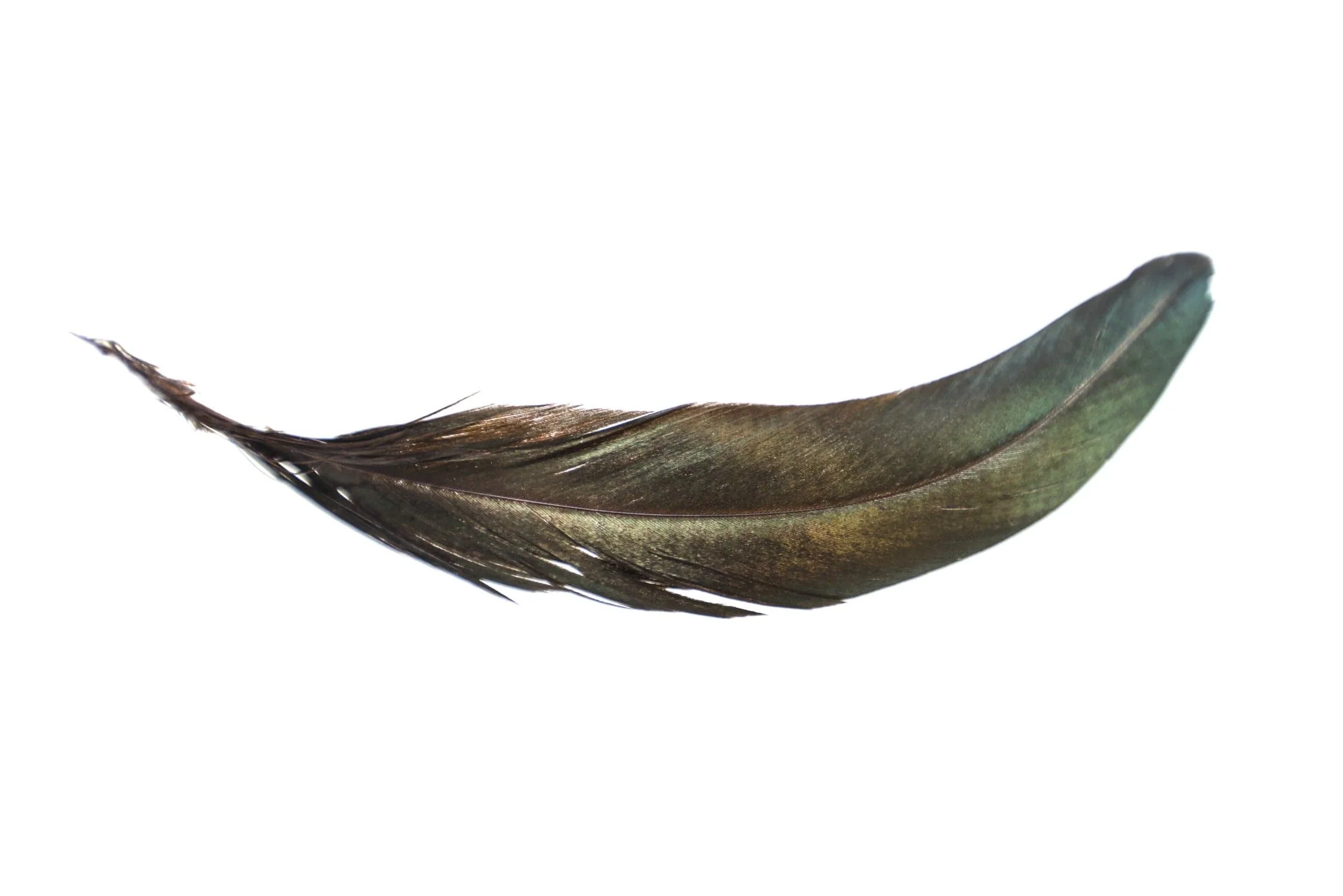 Hareline Iridescent Black Schlappen Feathers - Image 5