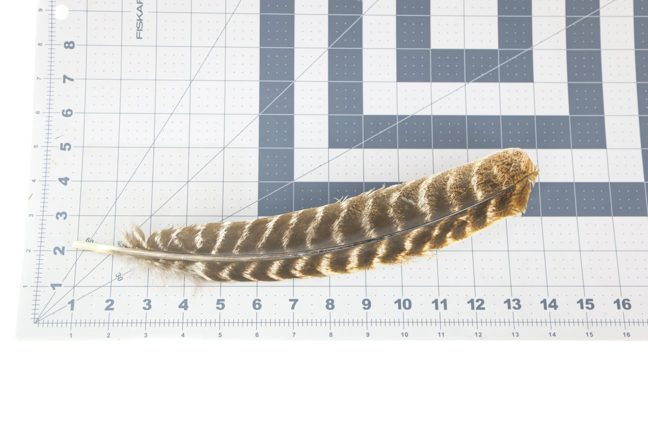 Hareline Natural Ozark Oak Mottled Turkey Quills - Image 3