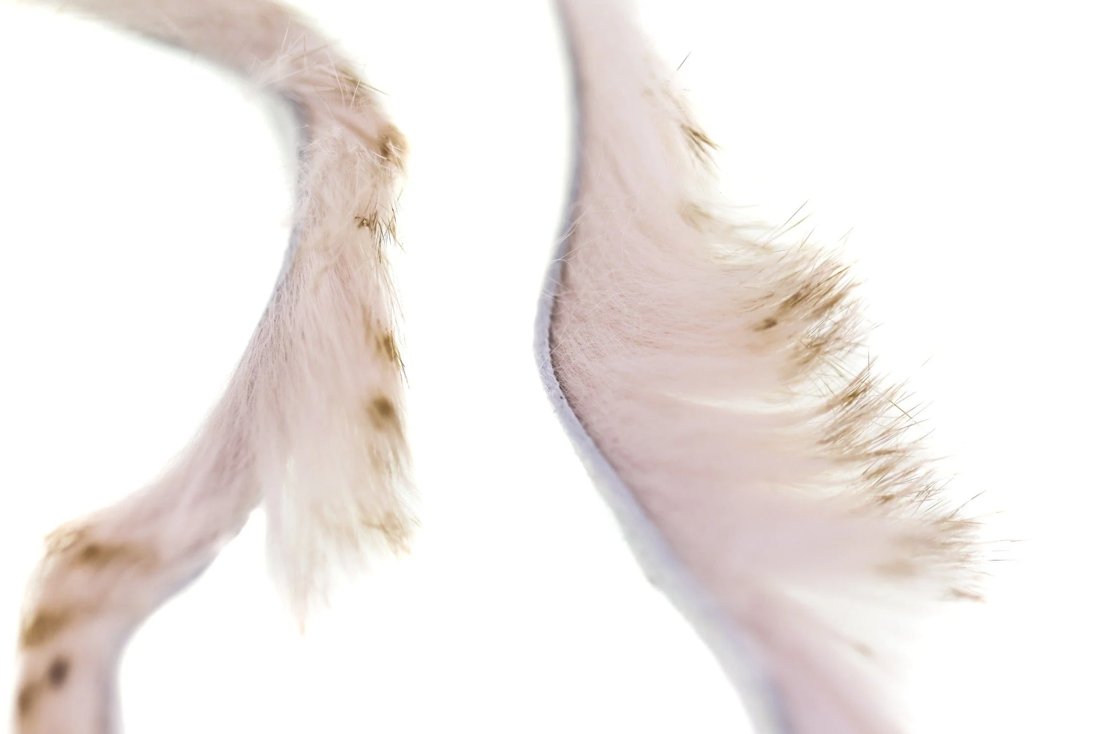 Hareline Olive-Barred Magnum Rabbit Fur Strips - Image 6