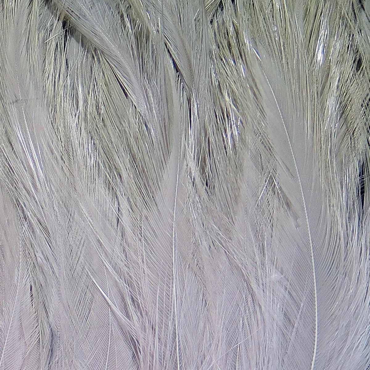 Hareline Saltwater Neck Hackle - Image 13