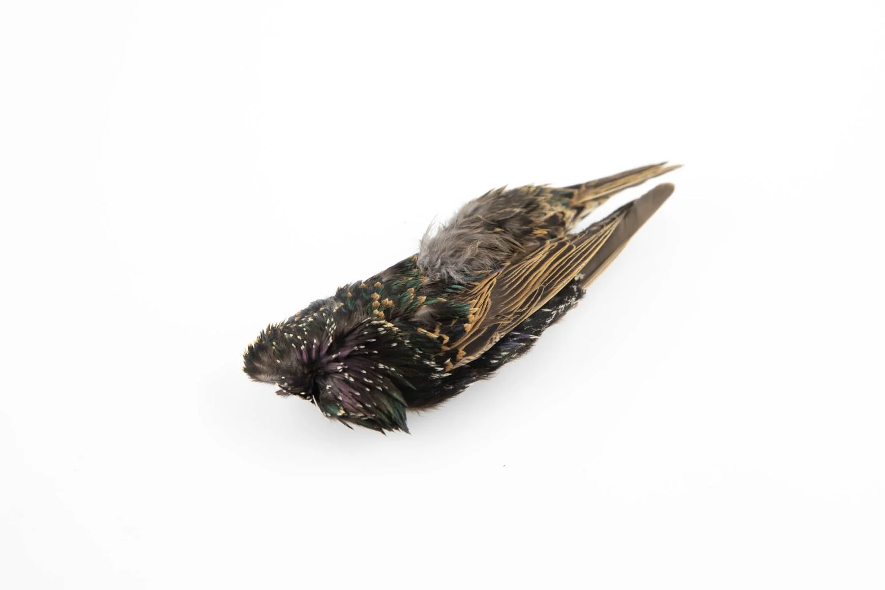 Hareline Starling Skins - Image 3