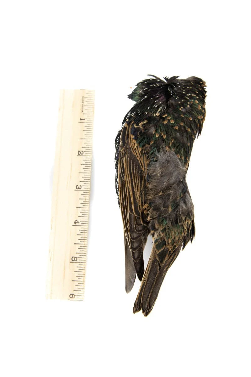 Hareline Starling Skins - Image 4