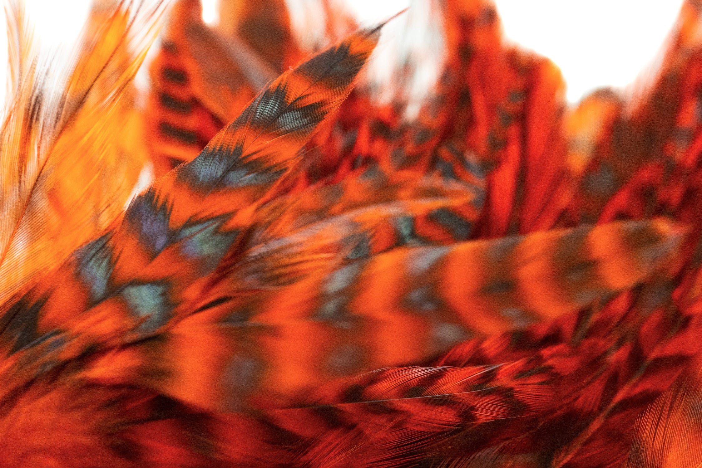 Hareline Strung Grizzly Variant Saddle Hackle - Image 5