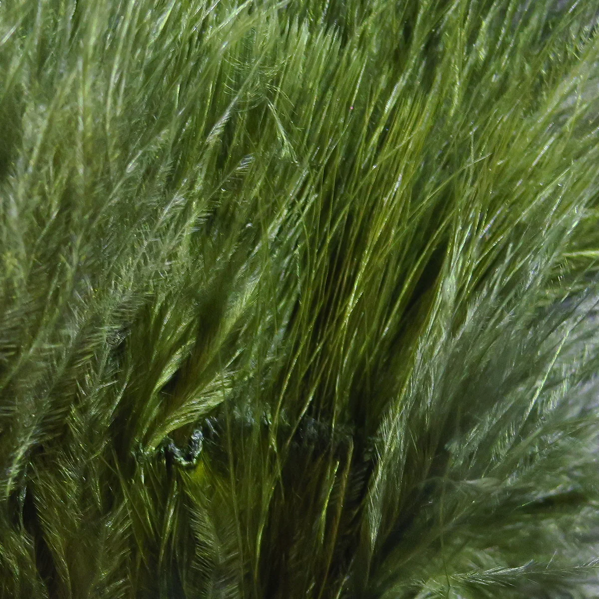 Hareline Strung Marabou Blood Quills - Image 91