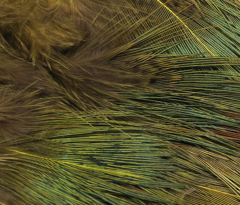 Hareline Strung Ringneck Rump Feathers - Image 5