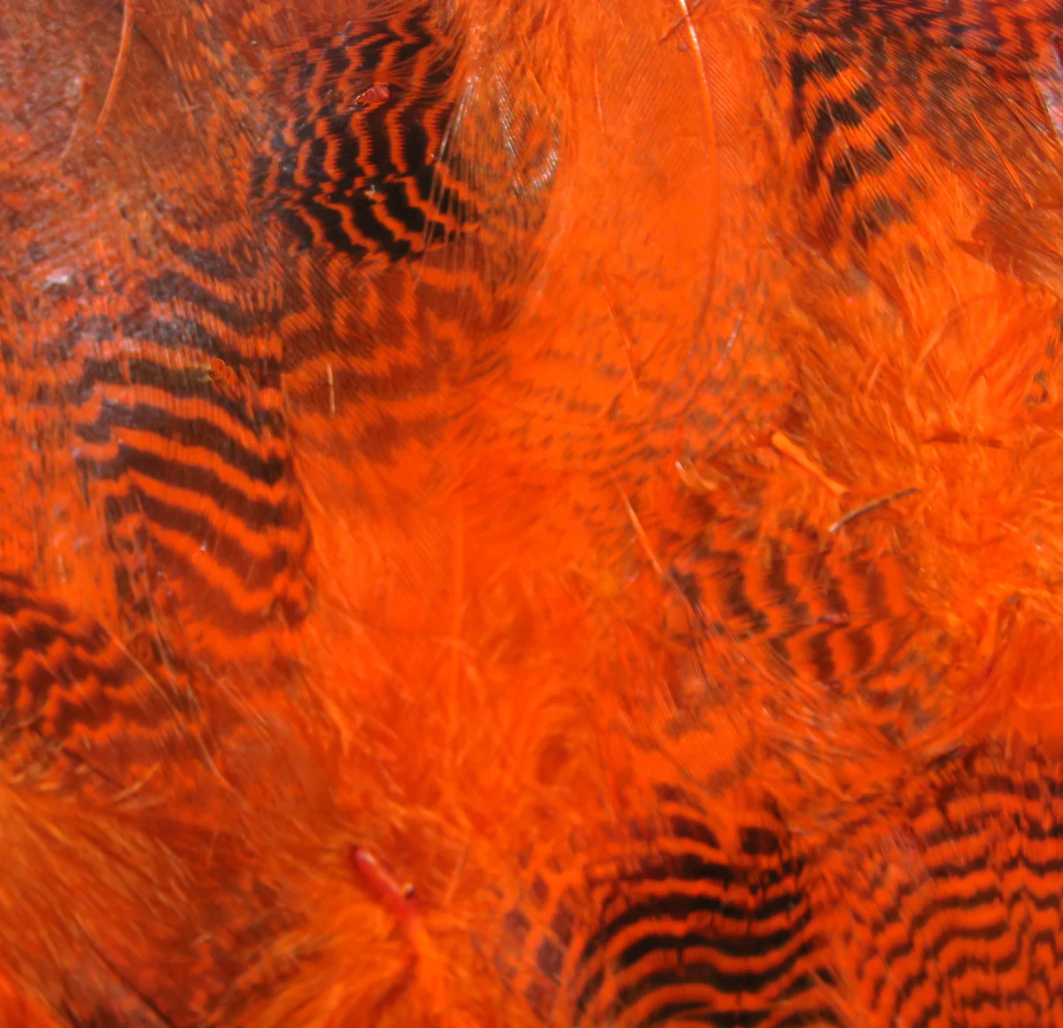 Hareline Teal Flank Feathers - Image 8
