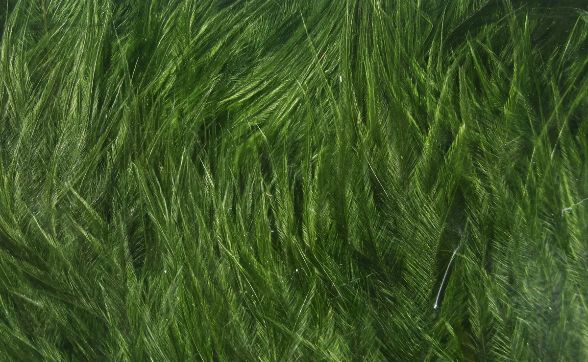 Hareline Woolly Bugger Marabou Feathers - Image 12