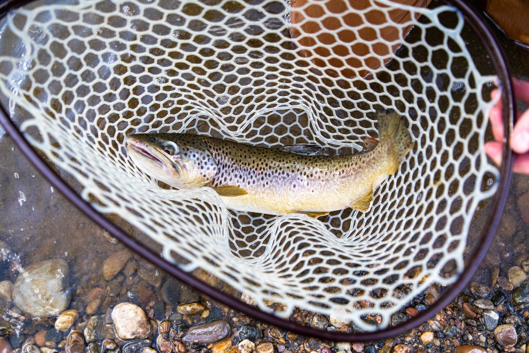 Madison Double R - Image 35