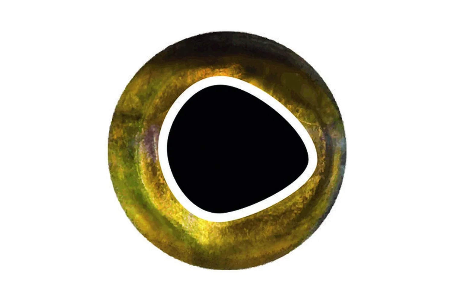 Pro Sportfisher Cool Eyes - Image 3