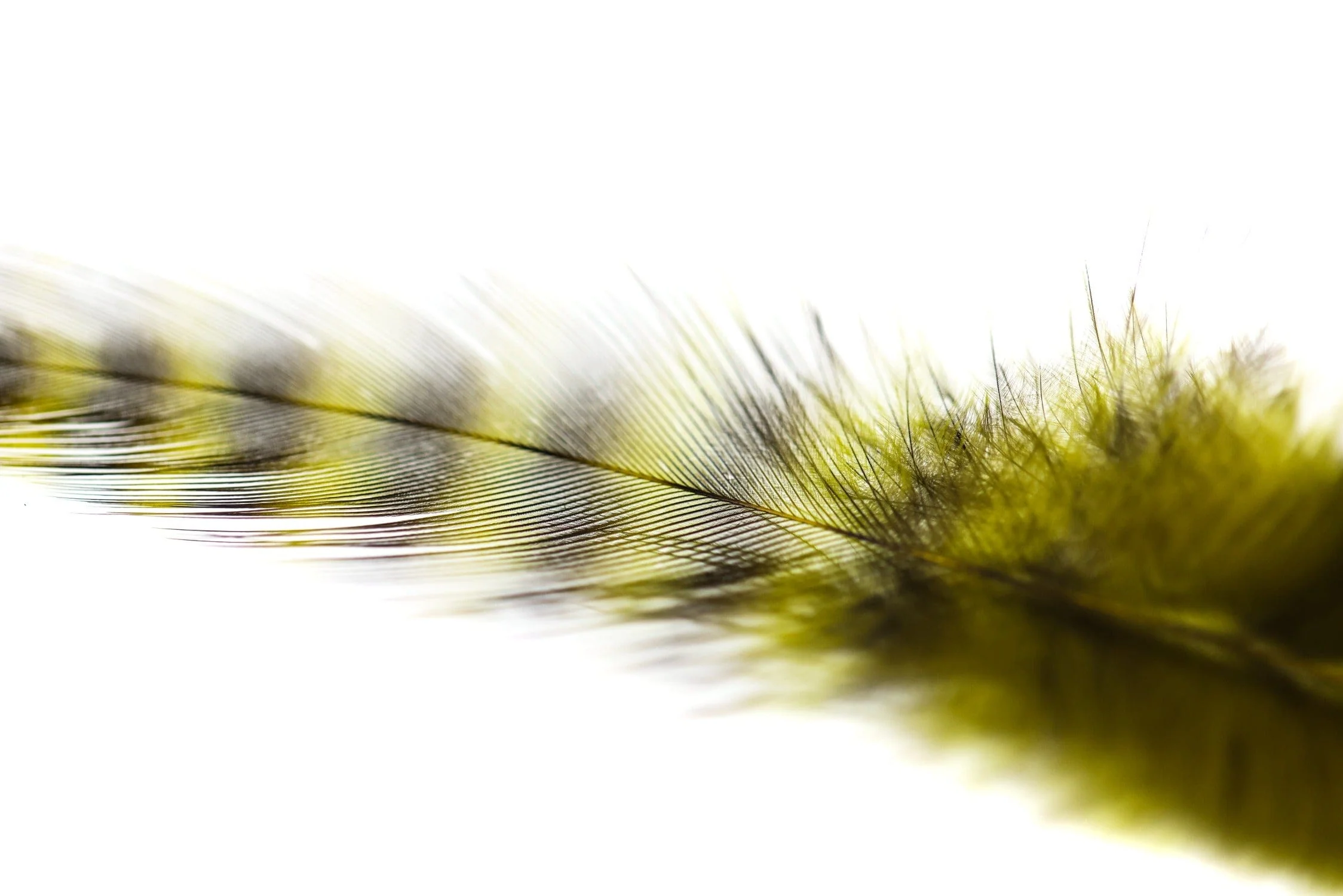 Spirit River UV2 Grizzly Soft Hackle - Image 5