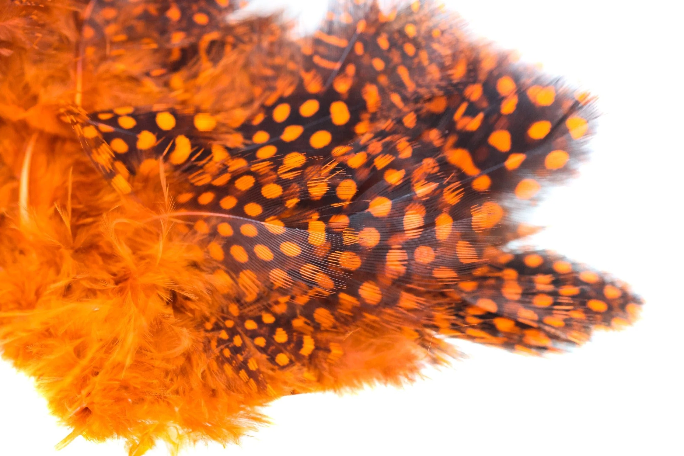 Spirit River UV2 Large Eyed Guinea Feathers - Image 5
