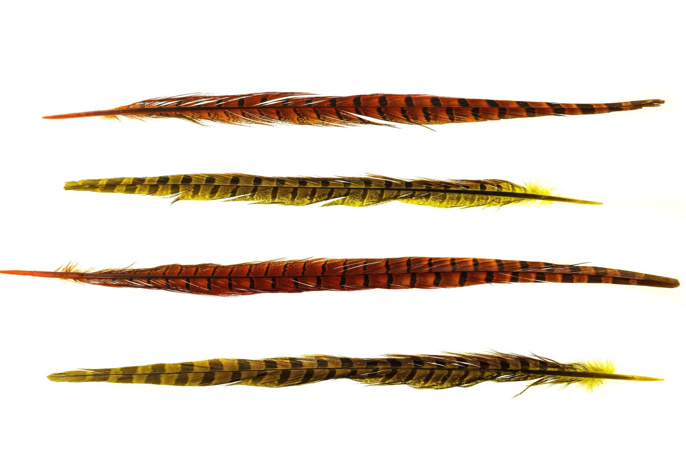 Spirit River UV2 Ringneck Pheasant Tail - Image 2