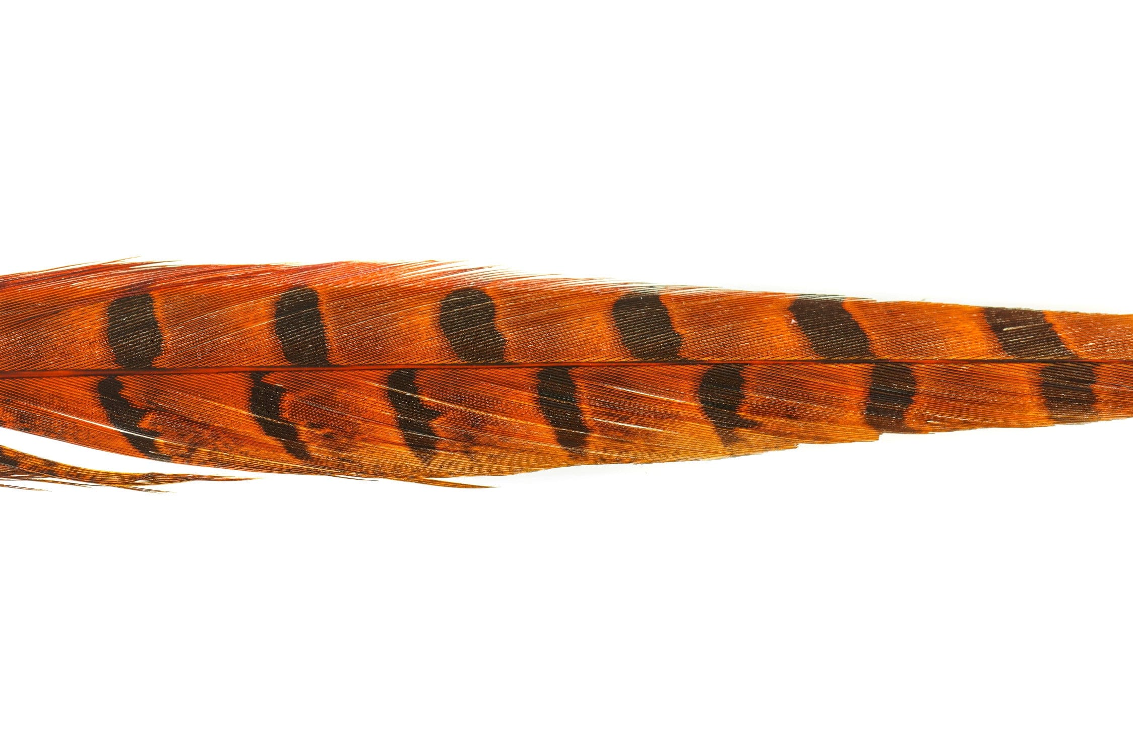 Spirit River UV2 Ringneck Pheasant Tail - Image 3