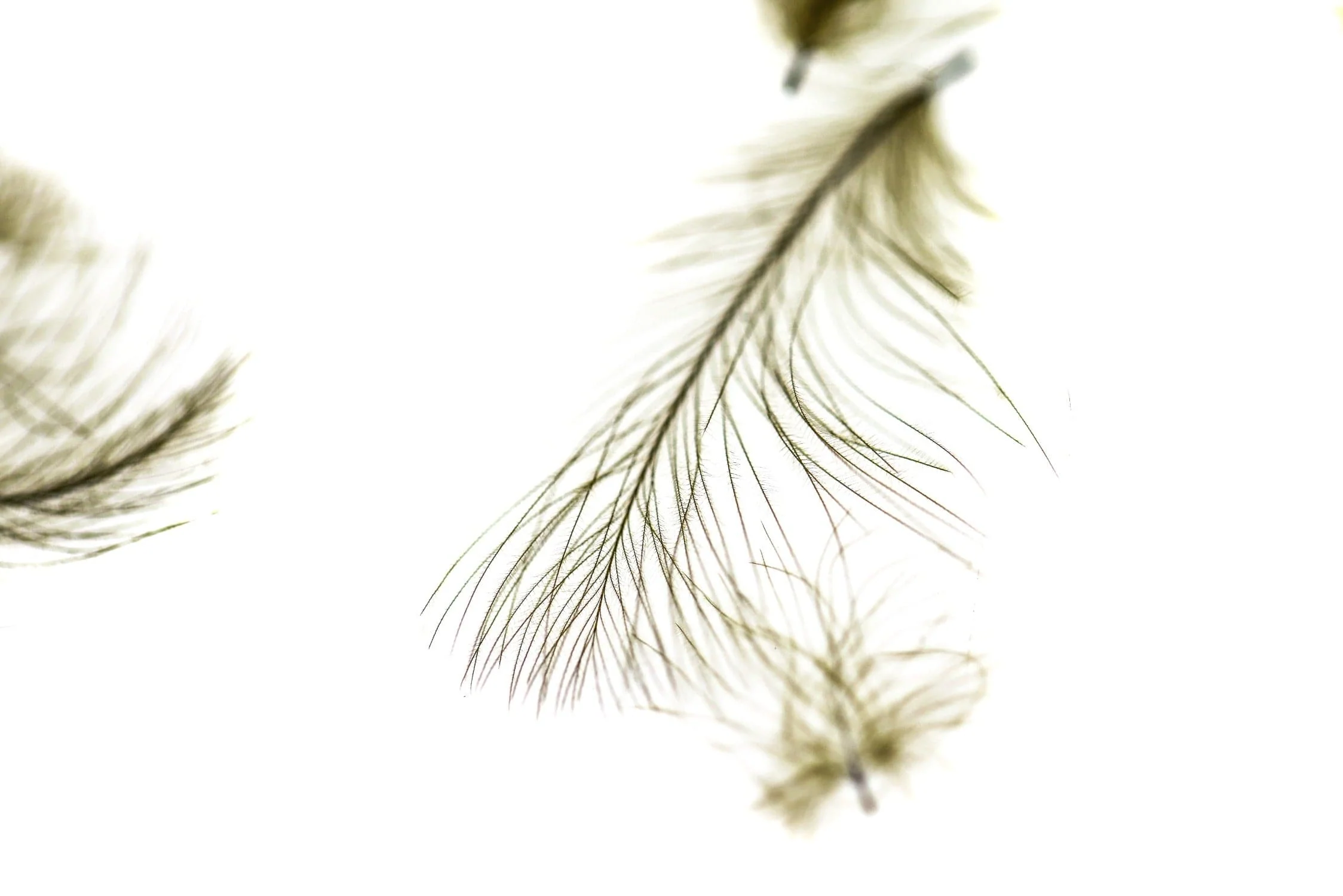 Spirit River UV2 Select CDC Feathers - Image 3