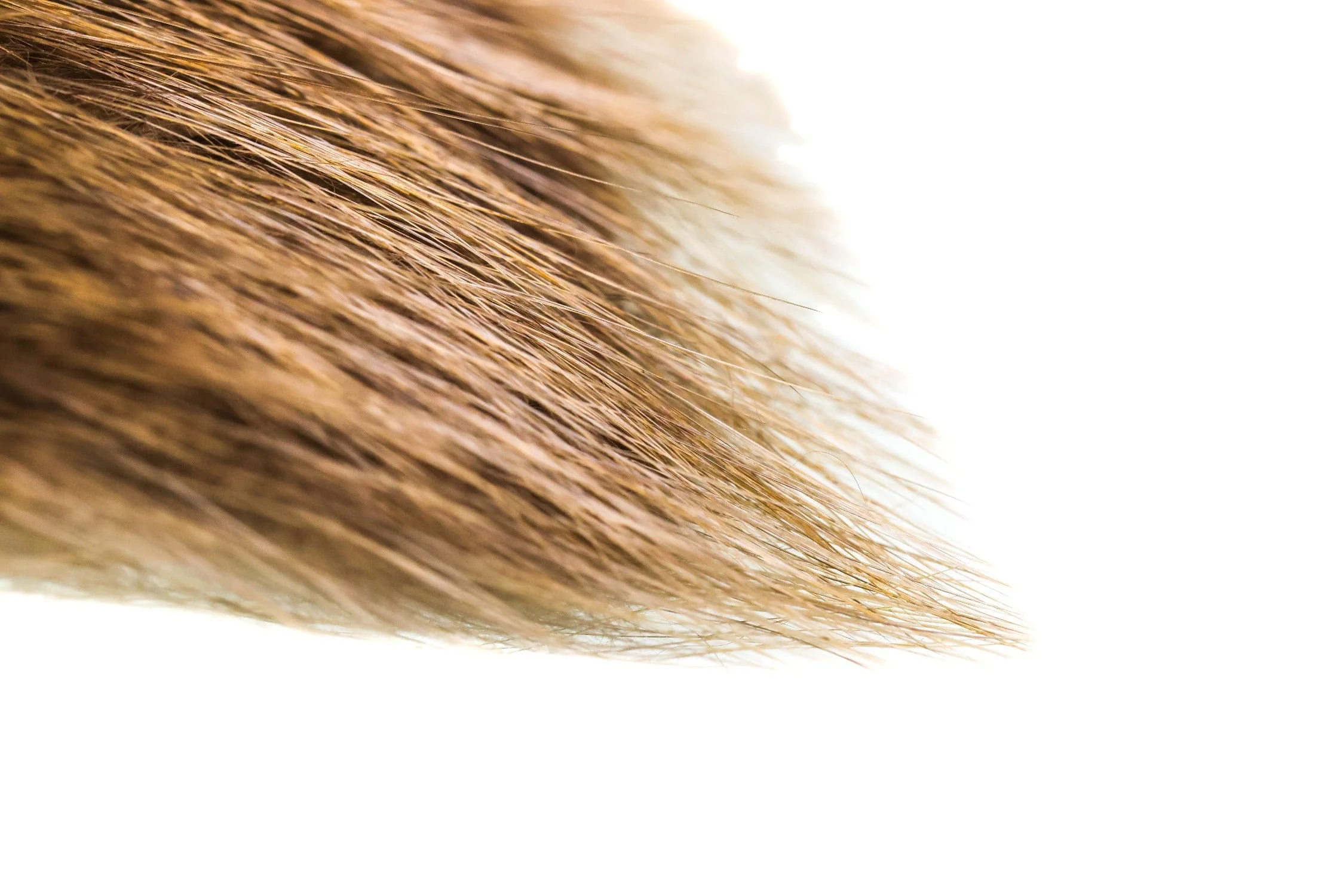 Wapsi Beaver Fur - Image 4