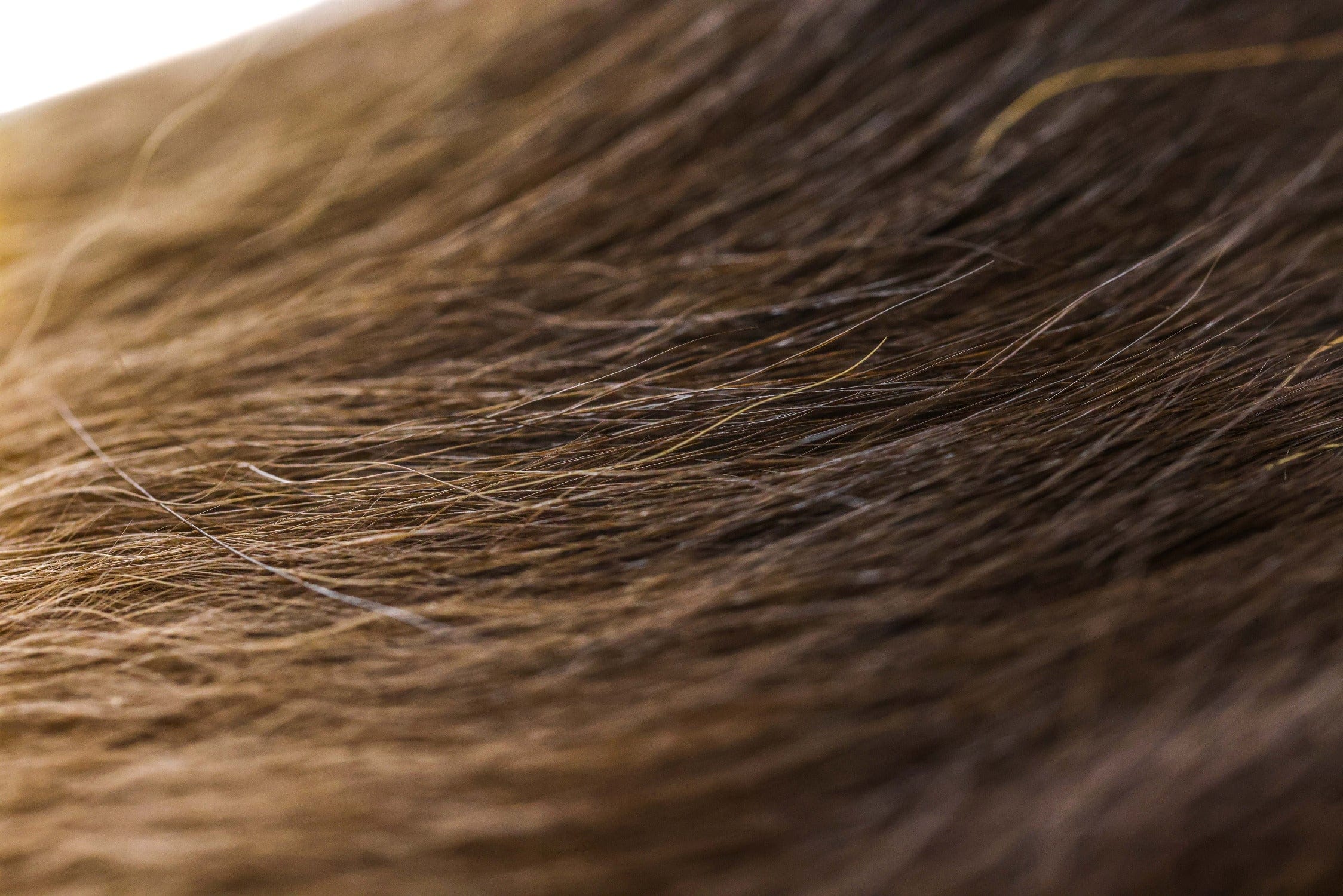 Wapsi Black Bear Hair - Image 4