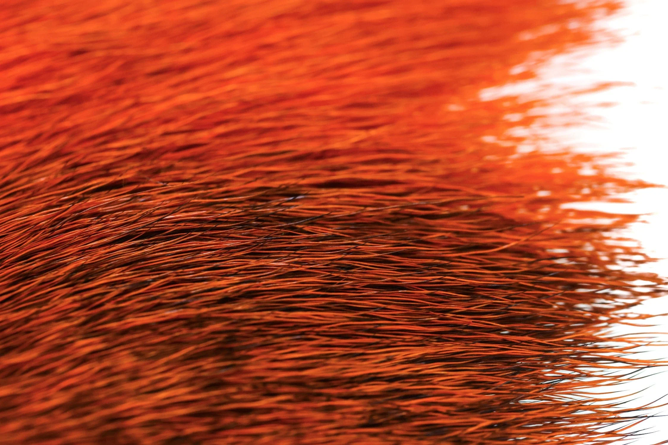 Wapsi Elk Body Hair - Image 16