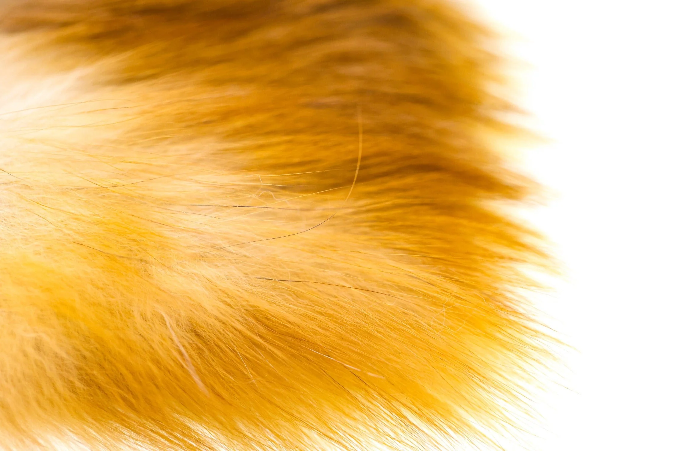 Wapsi Red Fox Hair - Image 14