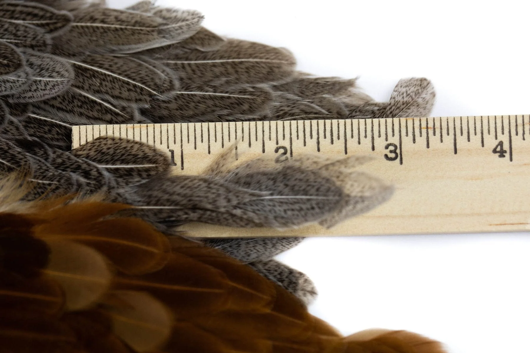 Whiting Combo Soft Hackle Pack - Image 4